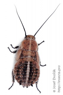 Личинка  Schultesia lampyridiformis