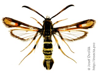 Самец  Bembecia iberica