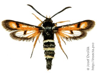 Самка  Euhagena palariformis