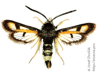 Самец  Euhagena palariformis