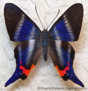 unmounted butterfly RHETUS DYSONII 