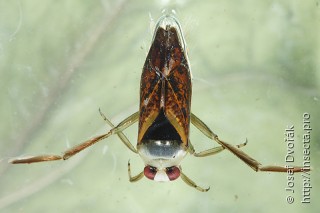 Имаго  Notonecta maculata