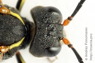 Tenthredo vespa