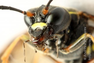 Tenthredo vespa
