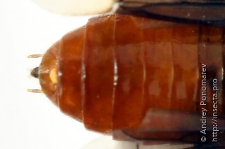 Hemichroa crocea