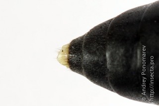 Macrophya annulata