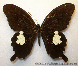 Papilio nephelus