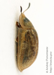 Cassida flaveola