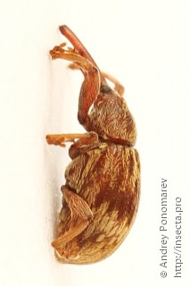 Furcipus rectirostris