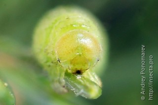 Pristiphora abietina