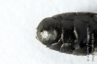 Macrophya duodecimpunctata