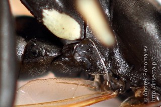 Macrophya duodecimpunctata