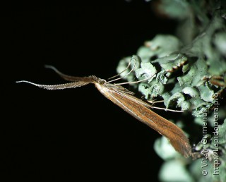 Coleophora absinthii