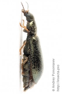 Aplocnemus nigricornis