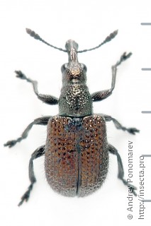 Neocoenorhinidius pauxillus