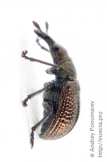 Neocoenorhinidius pauxillus