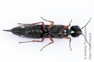 Xiphydria camelus
