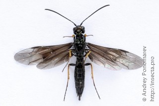 Cephus fumipennis
