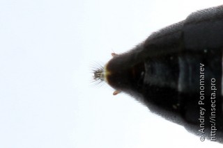 Tenthredopsis friesei
