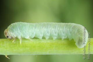 Личинка  Taxonus agrorum