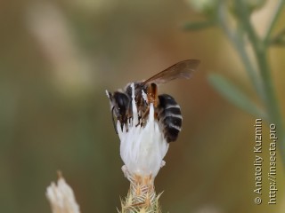 Andrena flavipes