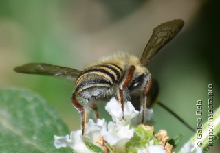 Имаго  Megachile bridarollii