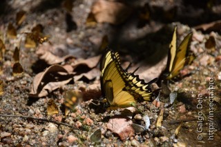 Papilio astyalus astyalus