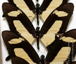 Papilio torquatus torquatus