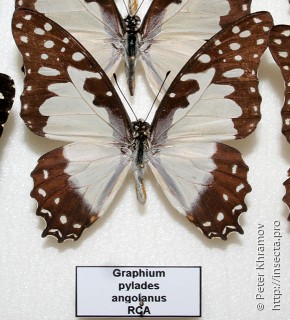 Graphium angolanus