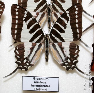 Graphium aristeus hermocrates