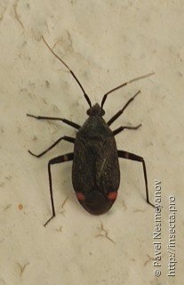 Closterotomus cinctipes