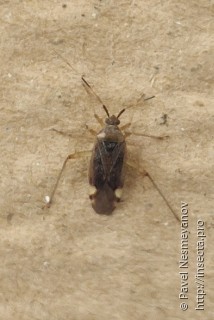 Имаго  Closterotomus annulus