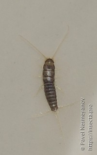 Ctenolepismatinae
