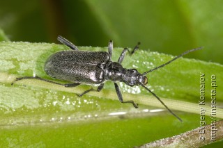 Acmaeops septentrionis