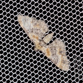 Eupithecia mirificata