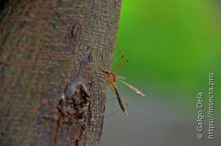 Tipulidae