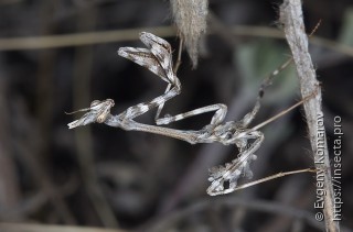 Empusa pennicornis