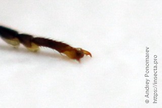 Cephalcia alpina