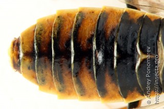 Cephalcia arvensis