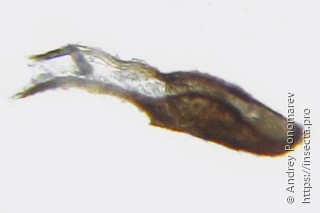 Cephus brachycercus