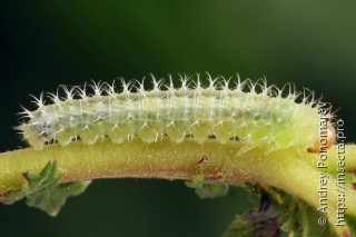 Личинка  Claremontia tenuicornis