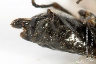 Claremontia tenuicornis