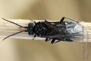 Самка  Dolerus coracinus