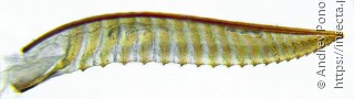 Dolerus coracinus