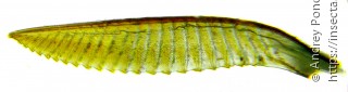 Dolerus nigratus