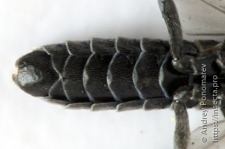 Empria longicornis