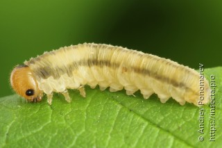 Личинка  Empria pallimacula