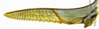 Nematus caeruleocarpus