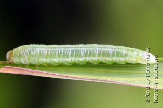 Pachynematus fallax