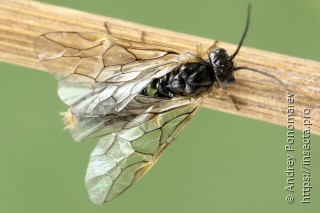 Самка  Pachynematus fallax